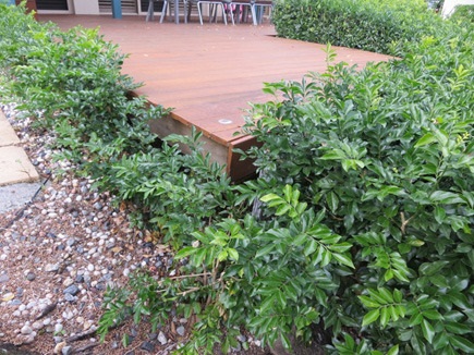 timber deck close to ground moisture content accredited queensland timber merchant network 