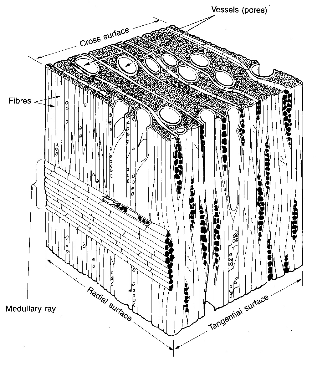 hardwood microstructure queensland timber species