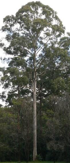 grey gum tree native hardwood queensland species