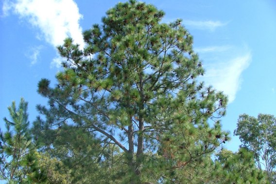 southern pine slash pine queensland timber species